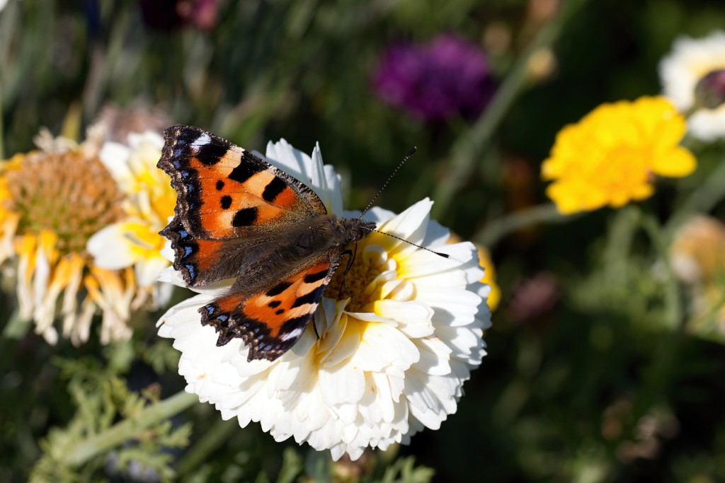 lente zomer herfst winter seizoen seizoenen voorjaar najaar hdr paddenstoelen bladeren mist regen sneeuw strand vakantie